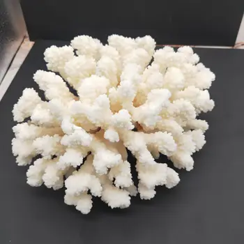 1pcs 100% Prírodné Coral Akvárium Dekor akvárium Dekorácie Akvárium Záhradné Ozdoby Domáce Dekorácie